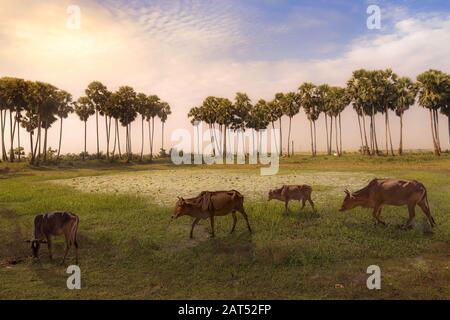 Blick auf die ländliche Landschaft in Indien bei Sonnenaufgang mit Blick auf Kühe, die in einem Dorf in Bolpur, Westbengalen, Indien, grasen Stockfoto