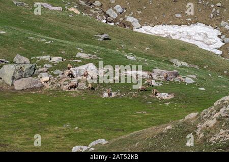 Auf der Bergwiese wühlende Gesimsherde Stockfoto