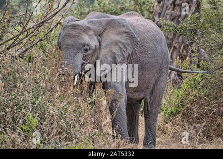 Ein junger Elefantenbulle spaziert in den Forsten im Ngorongoro-Krater, tansania afrika Stockfoto