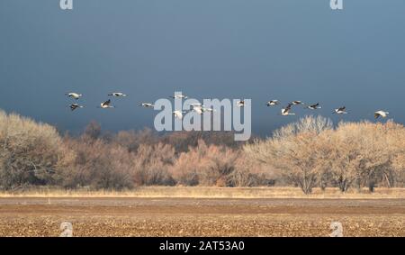 Sandhillkrane fliegen über das Feld im Bosque del Apache Wildlife Refuge in New Mexico mit den Chupadera Mountains im Hintergrund. Stockfoto