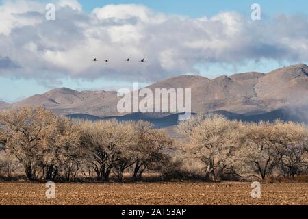 Sandhillkrane fliegen über das Feld im Bosque del Apache Wildlife Refuge in New Mexico mit den Chupadera Mountains im Hintergrund. Stockfoto