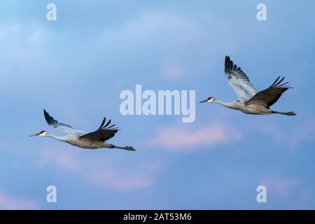 Sandhill Crane (Grus canadensis), der bei Sonnenuntergang am Bosque del Apache in New Mexico fliegt. Stockfoto