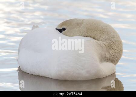 Stummschalten Sie Swan Cygnus olor zur Ruhe auf Wasser mit Schein, der unter dem Flügel und dem langen Hals eingesteckt ist und auf dem Körper liegt. Auge offen, aber sanft schwebend und schläfrig. Stockfoto