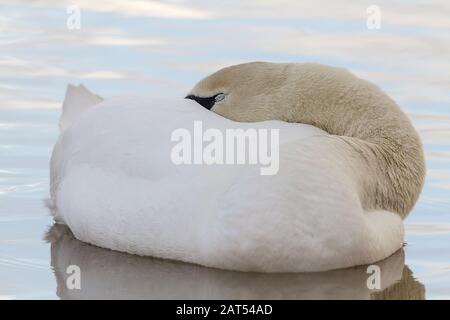 Stummschalten Sie Swan Cygnus olor zur Ruhe auf Wasser mit Schein, der unter dem Flügel und dem langen Hals eingesteckt ist und auf dem Körper liegt. Das Auge ist geschlossen und zeigt, dass der Deckel sanft schwebend schläft. Stockfoto