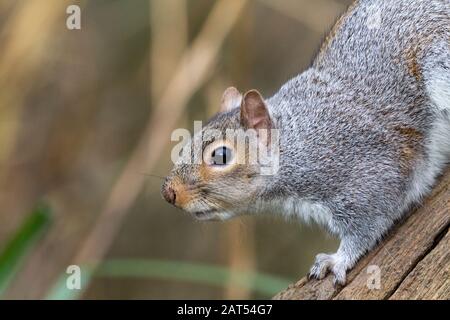 Grauhörnchen Sciurus carolinensis im Winter Großbritannien. Blaugraues Fell mit Tingierung von rotbrauner und weißer Unterseite. Große buschige Schwanzbögen über rückwärts. Stockfoto