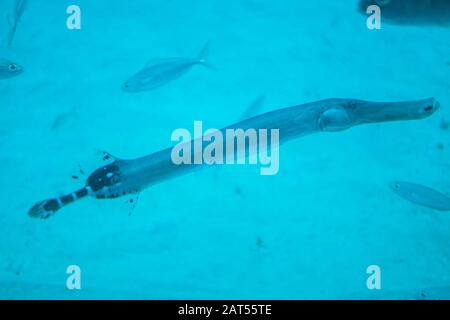 Trompetenfisch durch U-Boot-Porthole gesehen Stockfoto