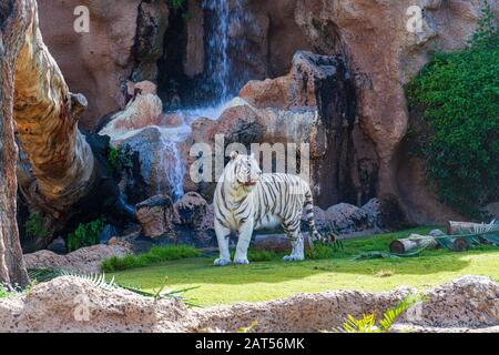 Weiße bengalische Tiger im Loro Park Zoo auf teneras Stockfoto