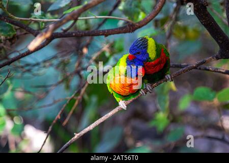 Rainbow Lorikeet (Trichoglossus moluccanus) im Loro-Park auf teneras Stockfoto