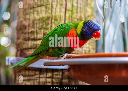 Rainbow Lorikeets (Trichoglossus haematodus), in Australien und Indonesien heimisch, sind mittelgroße Papageien, die hier im Loro-Park-Zoo auf teneras zu sehen sind Stockfoto