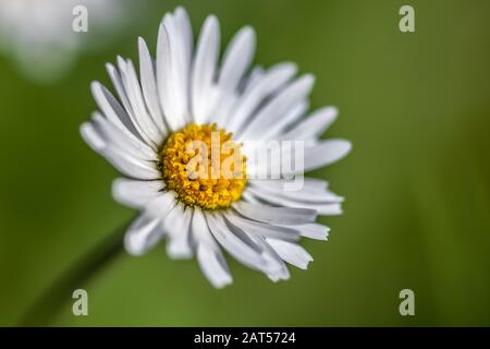 Selektiver Fokus Nahaufnahme einer niedlichen Gänseblümchen vor Auf einem grünen Hintergrund Stockfoto