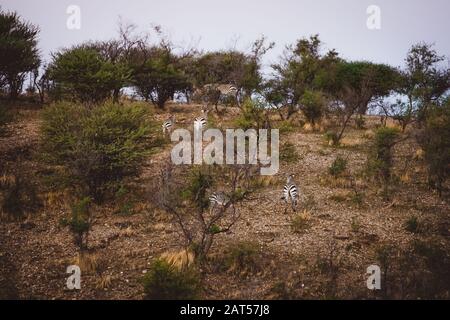 Hinter Aufnahme von Zebras auf einem Berg mit kurzen Bäumen Stockfoto