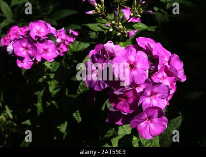 Krakauer. Krakow. Polen. Impatiens Neu Guinea Hybrid-Gartenpflanze blüht. Stockfoto