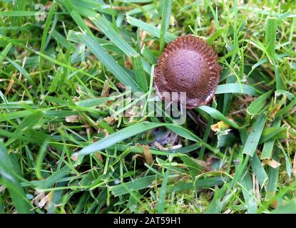 Krakauer. Krakow. Polen. Spanische Schlappe, Lusitanische Schlappe (Arion lusitanicus, Arion vulgaris) hochinvasive Arten, mitteleuropäische große Plage. Stockfoto