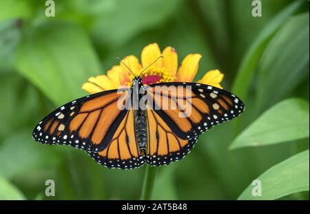 Nahaufnahme von Monarch Butterfly ( Danaus Plexippus) mit offenen Flügeln, die sich von Nektar aus gelber Blüte in Kanada ernähren Stockfoto