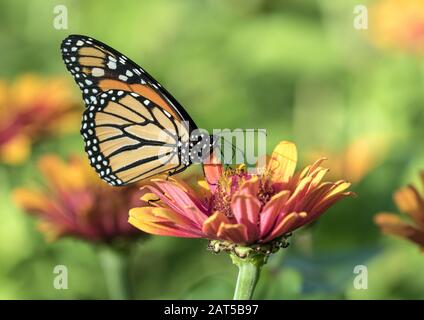 Nahaufnahme von Monarch Butterfly (Danaus plexippus), die sich von Nektar aus orangefarbenem Zinnia im kanadischen Garten ernährt. Stockfoto