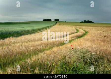 Spuren von Rädern in Gerstenkorn, Horizont und bewölktem Himmel Stockfoto