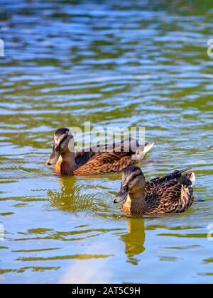 Auf der ruhigen Flussoberfläche schwimmt ein Paar Wildenten, Bild mit Kopienraum. Stockfoto