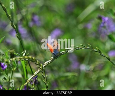 Lycaena thersamon - weniger feuriges Kupfer Stockfoto