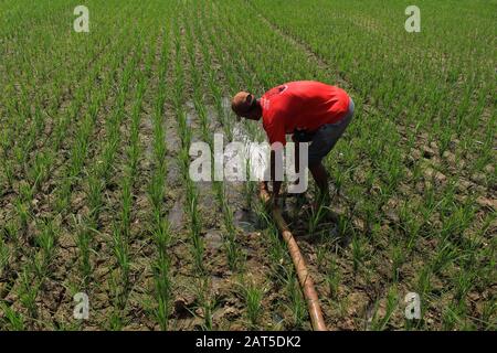 Ein Bauer bewässert Wasser zu einem Reisfeld in North Aceh Regency.Farmers stellte Wasserpumpmaschinen auf, um Wasser in von Dürre betroffene Reisfelder im Inneren von North Aceh Regency, Provinz Aceh, Indonesien zu bewässern. Hunderte Hektar Reisfelder im Besitz der Reiszüchter erleben Dürre. Stockfoto