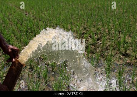 Ein Bauer bewässert Wasser zu einem Reisfeld in North Aceh Regency.Farmers stellte Wasserpumpmaschinen auf, um Wasser in von Dürre betroffene Reisfelder im Inneren von North Aceh Regency, Provinz Aceh, Indonesien zu bewässern. Hunderte Hektar Reisfelder im Besitz der Reiszüchter erleben Dürre. Stockfoto