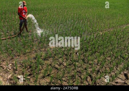 Ein Bauer bewässert Wasser zu einem Reisfeld in North Aceh Regency.Farmers stellte Wasserpumpmaschinen auf, um Wasser in von Dürre betroffene Reisfelder im Inneren von North Aceh Regency, Provinz Aceh, Indonesien zu bewässern. Hunderte Hektar Reisfelder im Besitz der Reiszüchter erleben Dürre. Stockfoto