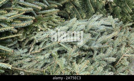 Weihnachtsbaum liegt auf dem Gehweg und ist bereit für die Abfallentsorgung Stockfoto