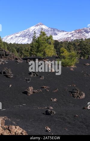 Schwarze Vulkanfelder mit Kiefern. Chinyero, Insel von Tenera, Spanien, und eine schöne Aussicht auf den verschneiten Teide Stockfoto