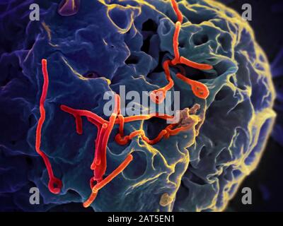 Ebola Virus on Cell. BOLA Virus Disease (EVD) ist eine tödliche Krankheit mit gelegentlichen Ausbrüchen, die vor allem auf dem afrikanischen Kontinent auftreten. Am häufigsten trifft die EVD auf Menschen und nichtmenschliche Primaten (wie Affen, Gorillas und Schimpansen). Sie wird durch eine Infektion mit einer Gruppe von Viren innerhalb der Gattung Ebolavirus verursacht: Ebolavirus (Spezies Zaire ebolavirus) Sudan-Virus (Species Sudan ebolavirus) Taï Waldvirus (Species Taï Forest ebolavirus, früher Côte d'Ivoire ebolavirus) Bundibugyo-Virus (Species Bundibugyo ebolavirus) Reston Virus Stockfoto