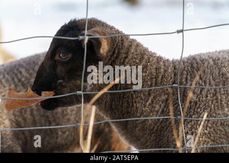 Ein süßes schwarzes Lamm steht hinter einem Drahtzaun auf einer verschneiten Weide und isst ein getrocknetes braunes Blatt - Augenhöhe, Seitenansicht, horizontale, Hintergrundunschärfe Stockfoto
