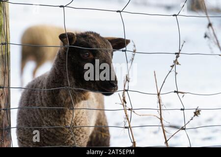 Ein süßes schwarzes Lamm mit trauriger Optik steht hinter einem Drahtzaun auf einer verschneiten Weide - Blicklevel, horizontale Ausrichtung, verschwommener Hintergrund Stockfoto