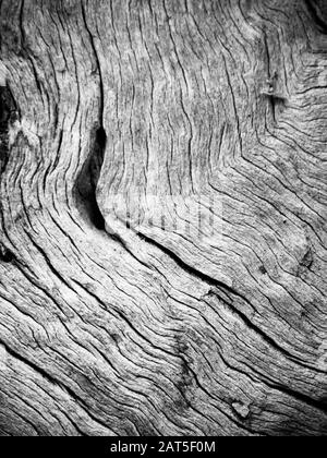 Rindentextur von olivem Baum in Schwarzweiß Stockfoto