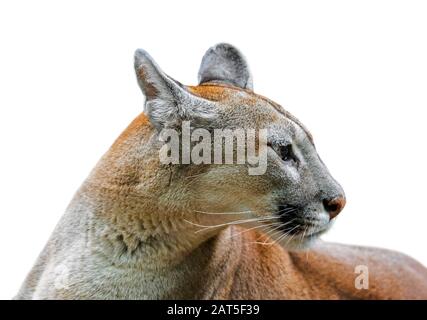 Nahaufnahme des Porträts von Cousgar/Puma/Berglöwe/Panther (Puma concolor) vor weißem Hintergrund Stockfoto