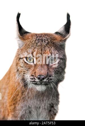 Eurasischer Luchs (Lynx Luchs) Nahaufnahme Porträt vor weißem Hintergrund Stockfoto