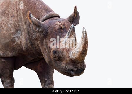 Schwarzes Nashorn / schwarzes Nashorn / Hakenlippige Nashörner (Diceros bicornis) Nahaufnahme von Kopf und Horn vor weißem Hintergrund Stockfoto