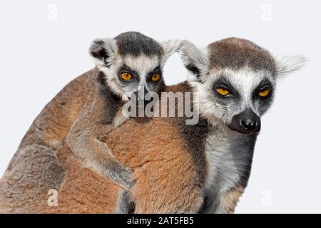 Ringschweinlemur (Lemur catta) weiblich mit jung auf dem Rücken vor weißem Hintergrund Stockfoto