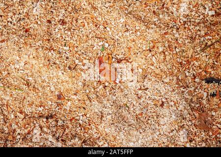 Frischer nasser Holzspan aus Erle, Naturtextur. Stockfoto