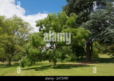 Sommerliches Laub eines japanischen Pagodenbaums (Sophora oder Styphnolobium japonicum) in einem Park im ländlichen Devon, England, Großbritannien Stockfoto