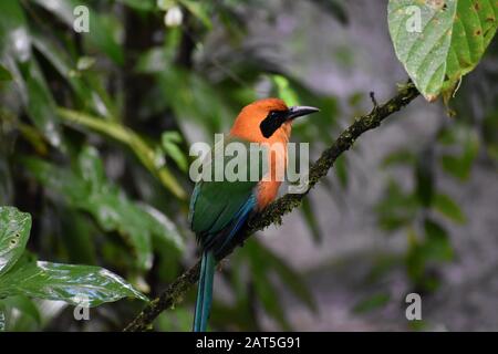 Ein Motmot, das in einem großen Rahmen im Tenorio Volcano National Park in Costa Rica zu sehen ist Stockfoto