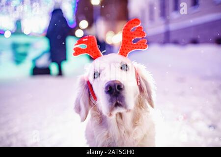 Labrador Retriever Hund in Rolle von Hirschen mit roten Hörnern im Abendwinter im Hintergrund von Schnee mit Beleuchtung. Frohe Weihnachten und Frohes neues Jahr Stockfoto