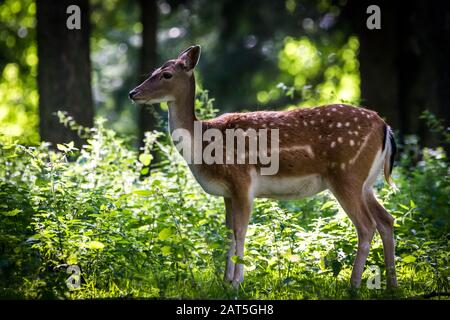 Falg Deer Female (Dama dama) in Forest Stockfoto