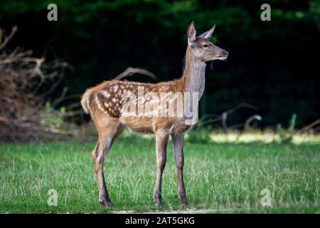 Fallow Deer (Dama dama) auf Meadow Stockfoto