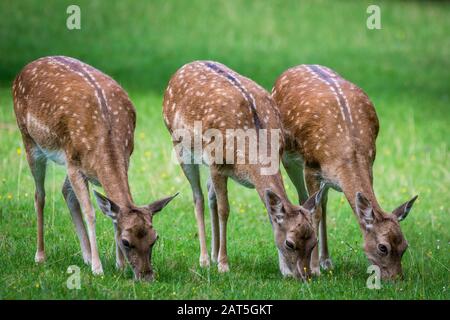 Fließ Deer Weibchen (Dama dama) in Wiese, die Gras essen Stockfoto