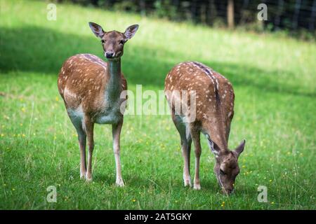 Falle-Deer-Weibchen (Dama dama) in Wiese Stockfoto