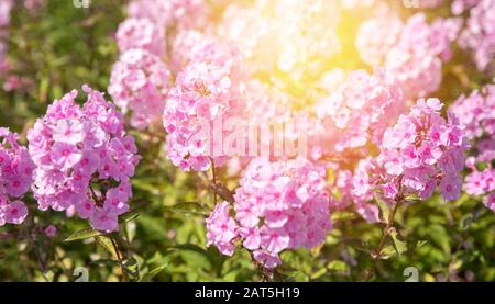 Magischer Szenenfrühling schöner Blumenhintergrund mit rosa Pastellfiltern mit Sonnenschein Stockfoto