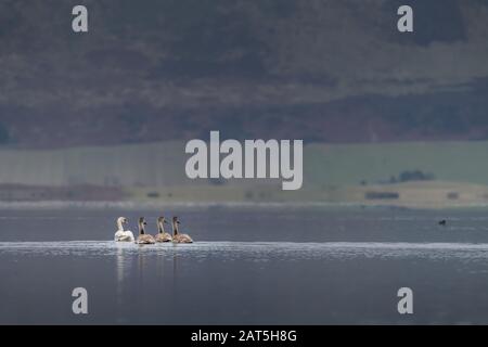 Mute Swan Family (cygnus cygnus), Schwimmen in Syncronisation, Loch Leven National Nature Reserve, Schottland, Großbritannien. Stockfoto