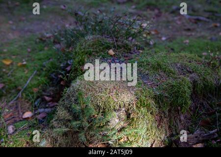 Moos an einem Baum im Herbst Stockfoto
