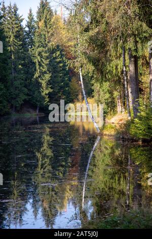 Ein kleiner See in einem Wald im Herbst Stockfoto