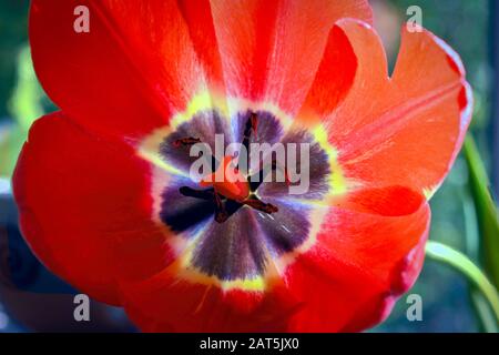 Nahaufnahme des inneren Teils der roten Tulpe. Nahaufnahme des Tulpenkerns. Stockfoto