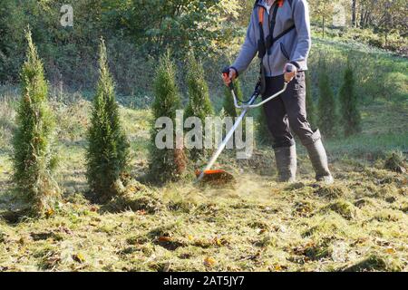 Herbstgärtnerei. Schneiden übermäßig überwucherten Grases mit einem Pinselschneider. Stockfoto