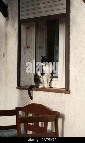 Schwarz-weiße Kitty sitzt am Fensterbrett am Fenster vor dem Landhaus Stockfoto